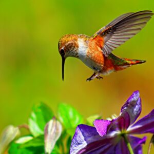 Photography #918 from Wildlife