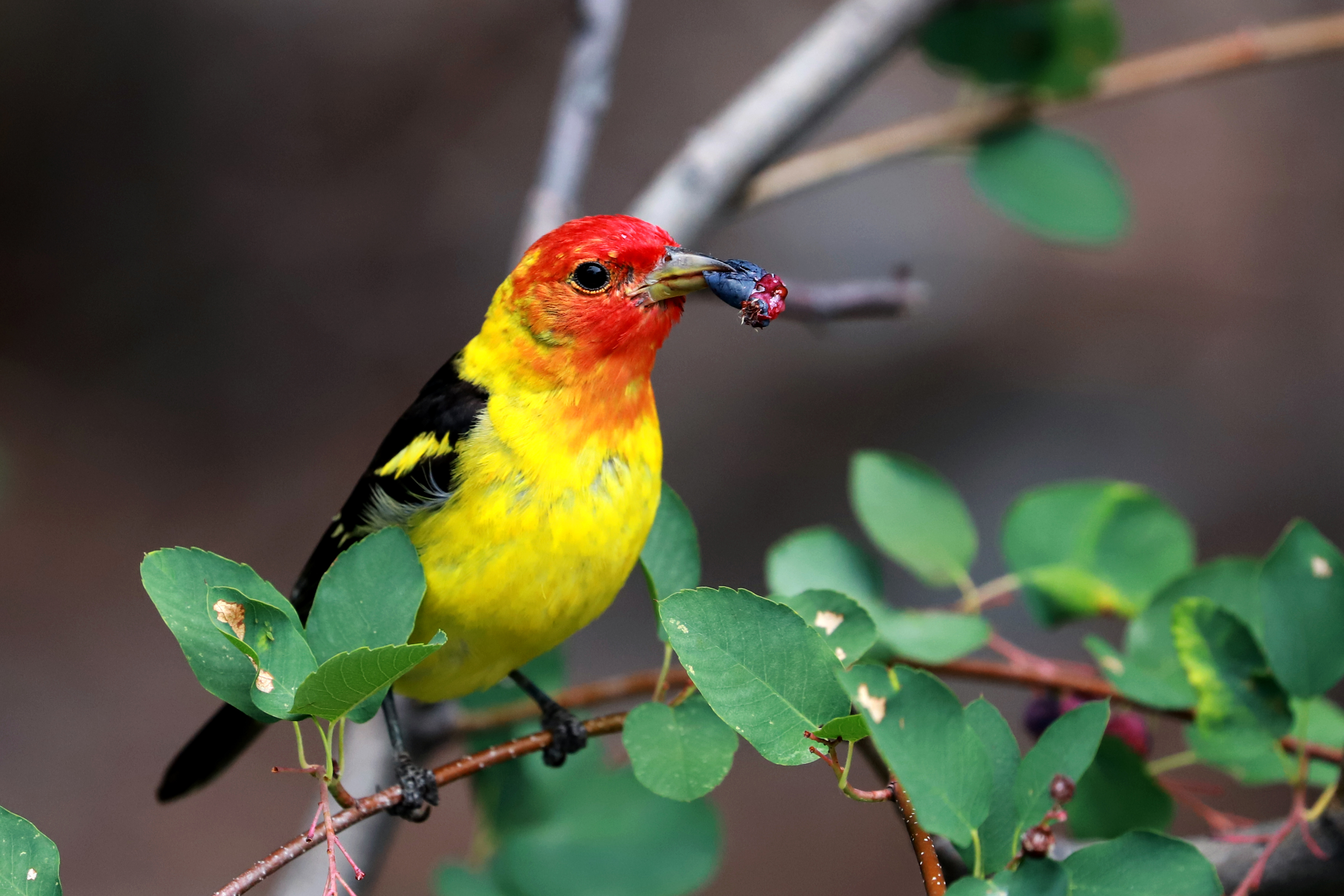 2515 Western Tanager Botterill Photography