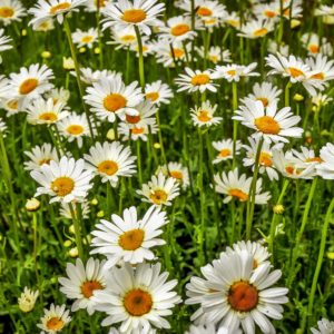 1011  Think Spring