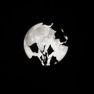 6009 Peek-A-Boo Moon