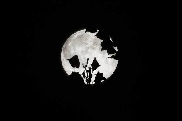 6009 Peek-A-Boo Moon