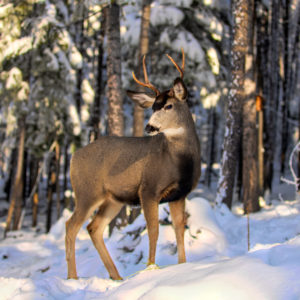 6022 Winter Trails