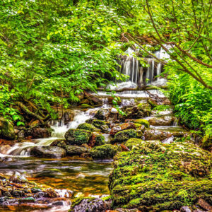 2019 Among the Greenery