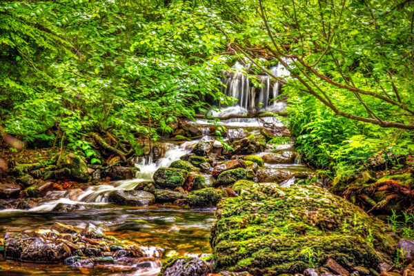 2019 Among the Greenery
