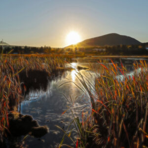 2024 Golden Sunrise