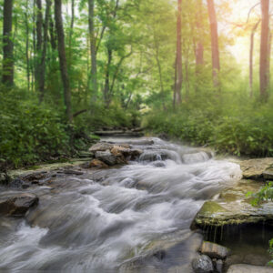 2025 Nature's Song