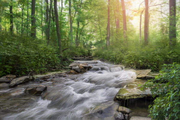 2025 Nature's Song