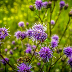 1003  Perfect Purple Prickles