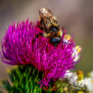 1001 Busy Bee