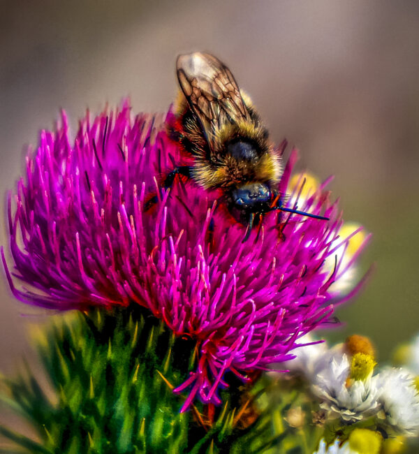 1001 Busy Bee