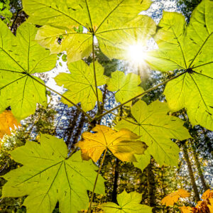 1005  Under the Canopy