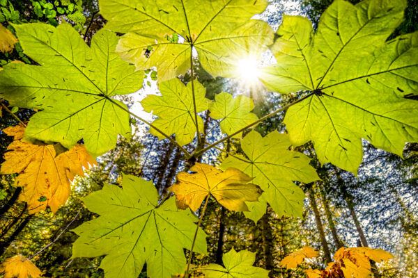 1005  Under the Canopy