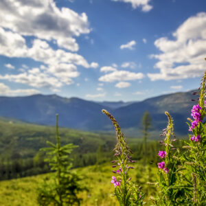 3004 Mountain Gaze