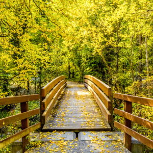 3006 Premier Lake Bridge