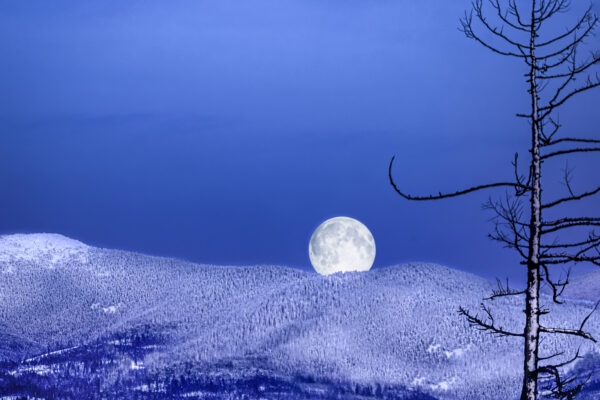 3029 Lamb Creek Moon Shine