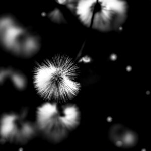 1006 Dandelion Dreams II