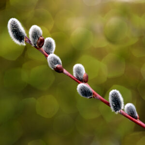 1013 Spring Promise