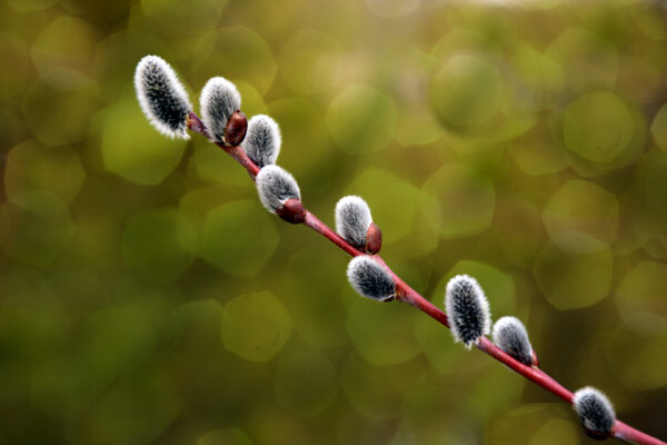 1013 Spring Promise