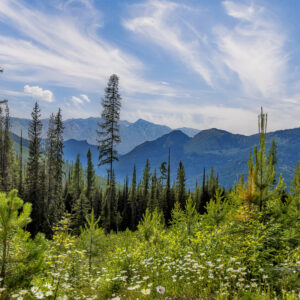 3019 Lamb Creek Mountain View