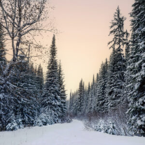 4004 Gentle Winter