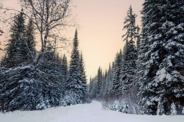 4004 Gentle Winter