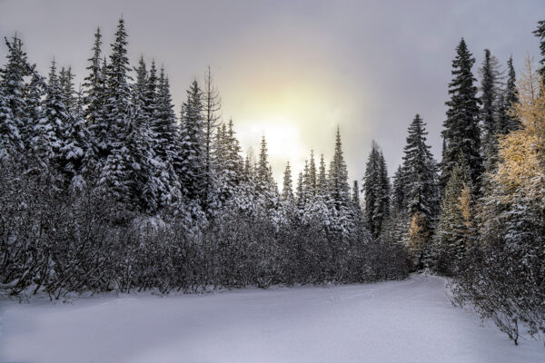 4010 Winter Bliss