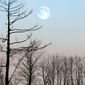 4018 Moon Shine