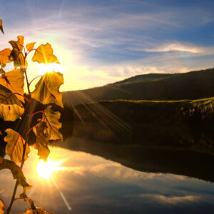 5010 Autumn Gold