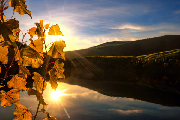 5010 Autumn Gold