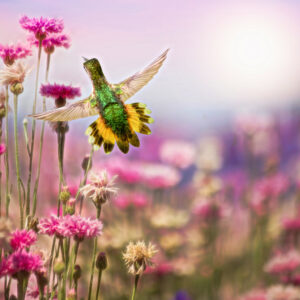 8006  Happy Hummer