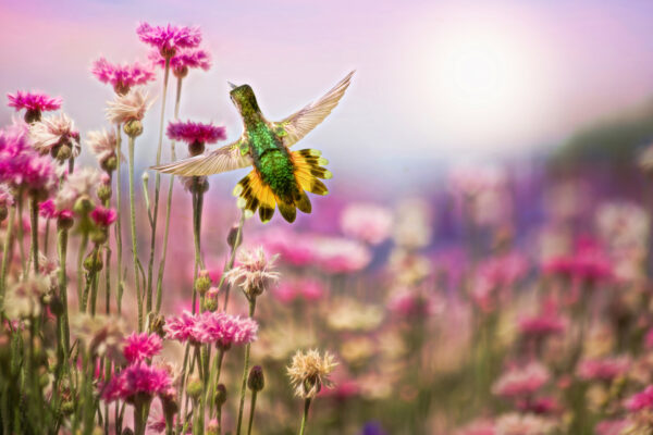 8006  Happy Hummer
