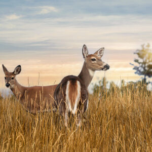 6007 Wild Twilight