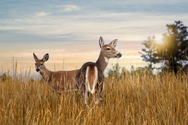 6007 Wild Twilight