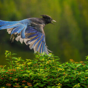 6011 Flurry of Feathers