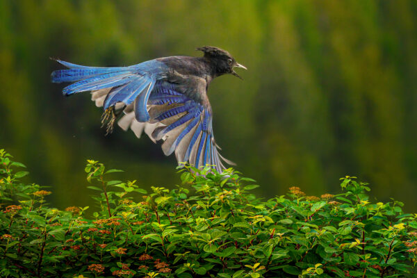 6011 Flurry of Feathers