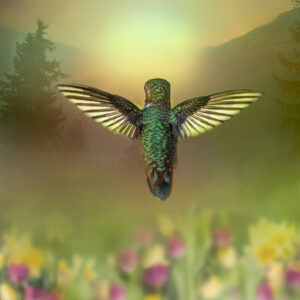 8004 Hovering Dreams