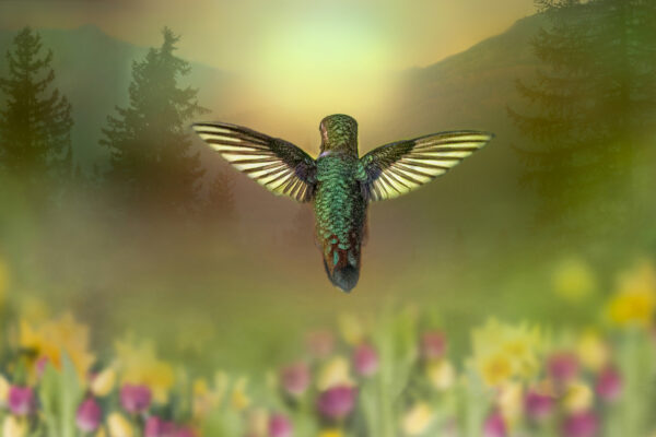 8004 Hovering Dreams