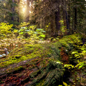 3005 Hidden Tranquility