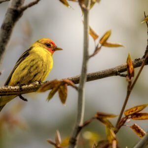6018 Western Tanager