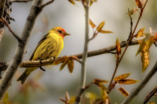6018 Western Tanager