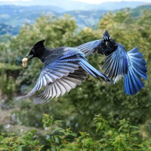 6020 Bold and Blue