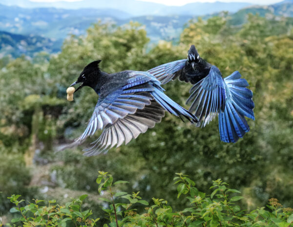 6020 Bold and Blue