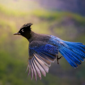 6023 Stellar In Flight