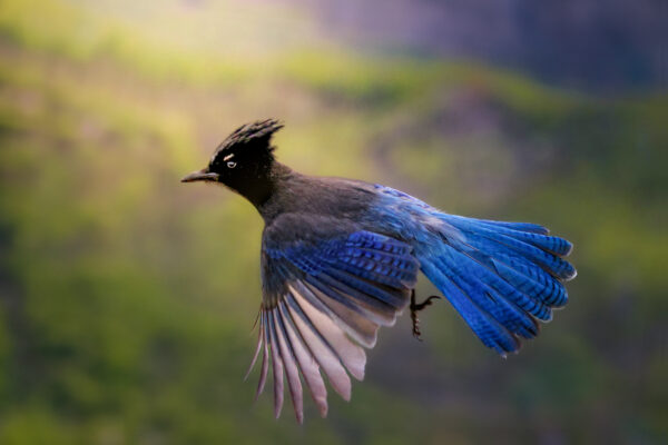 6023 Stellar In Flight
