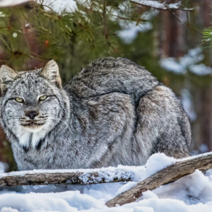 6026 Mama Lynx