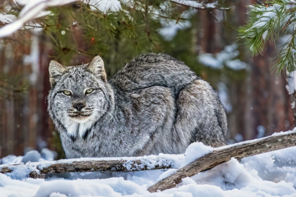 6026 Mama Lynx