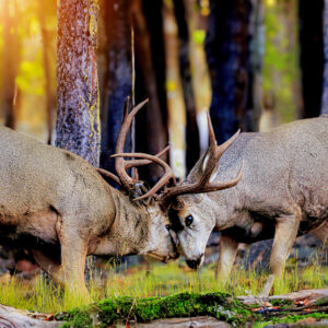 6027 Sparring Bucks