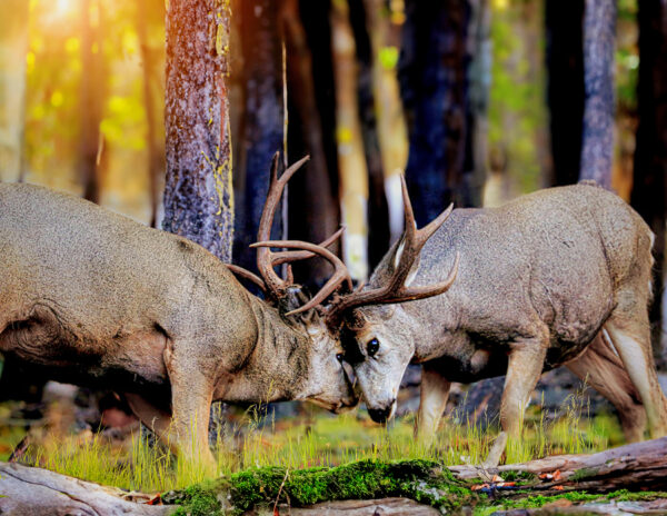 6027 Sparring Bucks