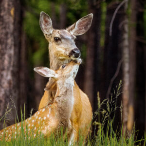 6028 Mother's Love