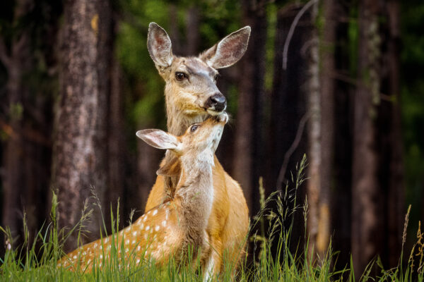 6028 Mother's Love